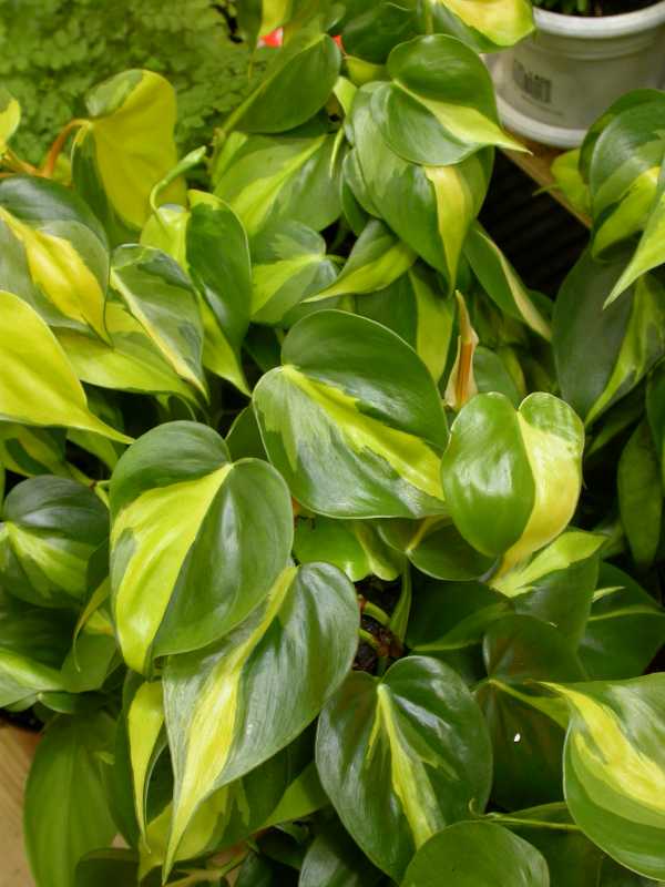 فیلودندرون اسکاندنس